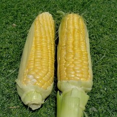 直売所で販売している収穫野菜